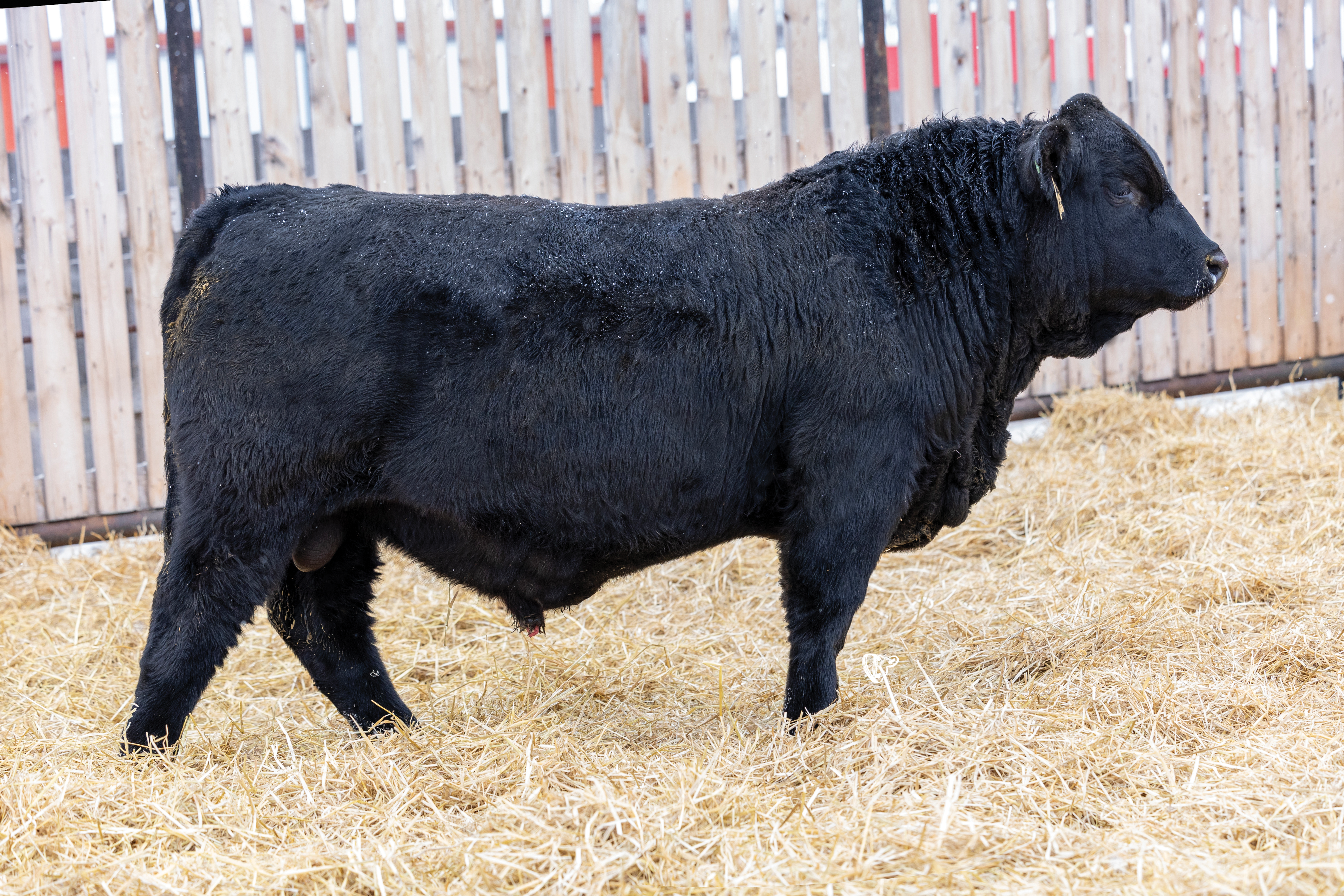 Yearling Bull